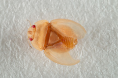 Discocoris drakei