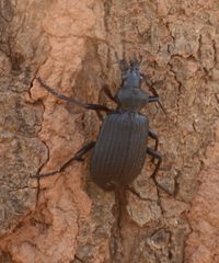 Calosoma planicolle