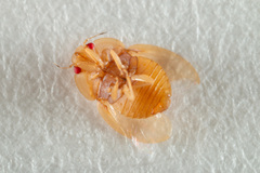 Discocoris drakei