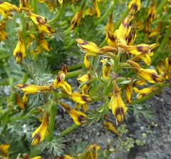 Corydalis stracheyi