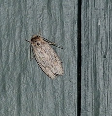 Phylomictis sarcinopa