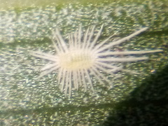 Rastrococcus asteliae