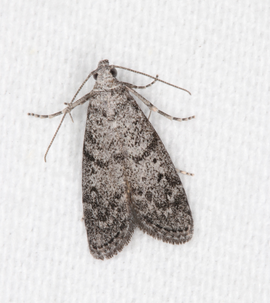 Heteromicta pachytera