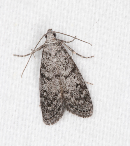 Heteromicta pachytera (Meyrick, 1880)