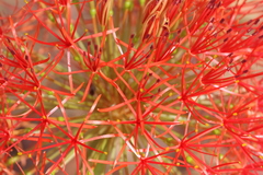 Scadoxus multiflorus image