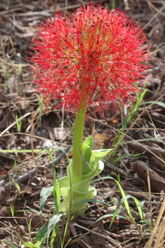 Scadoxus multiflorus subsp. multiflorus image