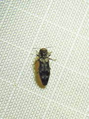 Agrilus lecontei
