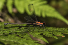 Austroargiolestes amabilis