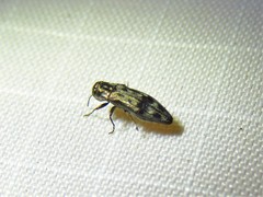 Agrilus lecontei