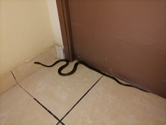 Mastigodryas dorsalis