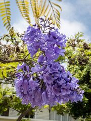 Jacaranda mimosifolia