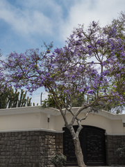 Jacaranda mimosifolia