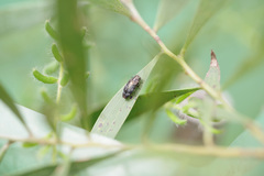 Diphucrania acuducta