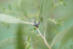 Diphucrania acuducta