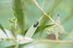 Diphucrania acuducta