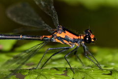 Austroargiolestes amabilis