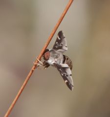 Atriadops vespertilio