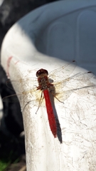 Sympetrum illotum