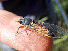 Yoyetta landsboroughi