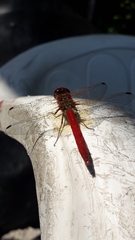 Sympetrum illotum