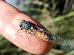 Yoyetta landsboroughi
