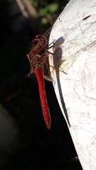 Sympetrum illotum