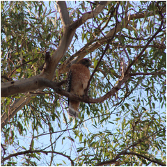 Buteo lineatus
