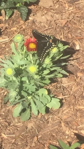 Black swallowtail