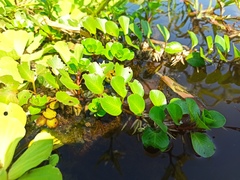 Ludwigia helminthorrhiza