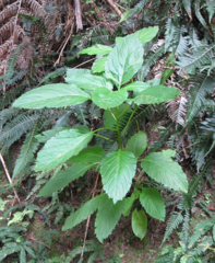 Lobelia physaloides
