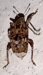 Hyperinae