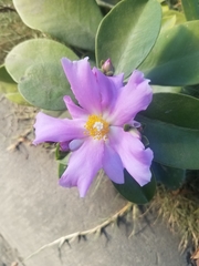 Pereskia
