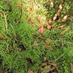 Dichanthelium lanuginosum