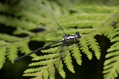 Austroargiolestes amabilis