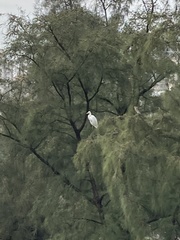 Ardea alba