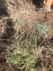 Erysimum concinnum