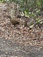 Gallirallus sylvestris