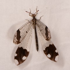 Glenurus luniger