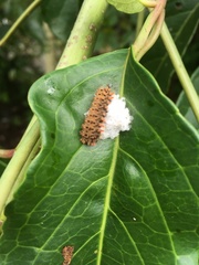 Histia flabellicornis