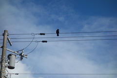 Corvus macrorhynchos