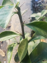Pereskia