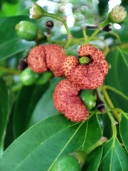 Clinoconidium sawadae