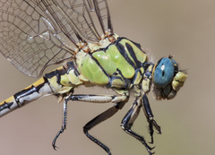 Ophiogomphus morrisoni