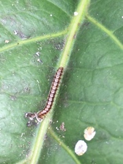 Helicorthomorpha holstii