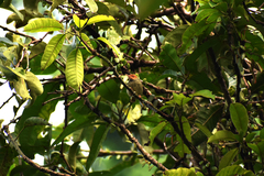 Orthotomus sepium
