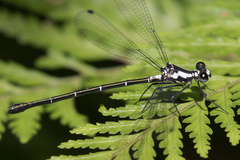 Austroargiolestes amabilis