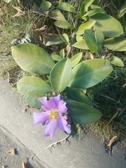 Pereskia