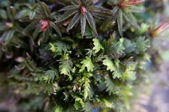Fissidens bushii