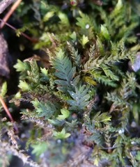 Fissidens bushii