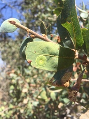 Andricus pattersonae